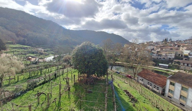Viñedos de O Ribeiro