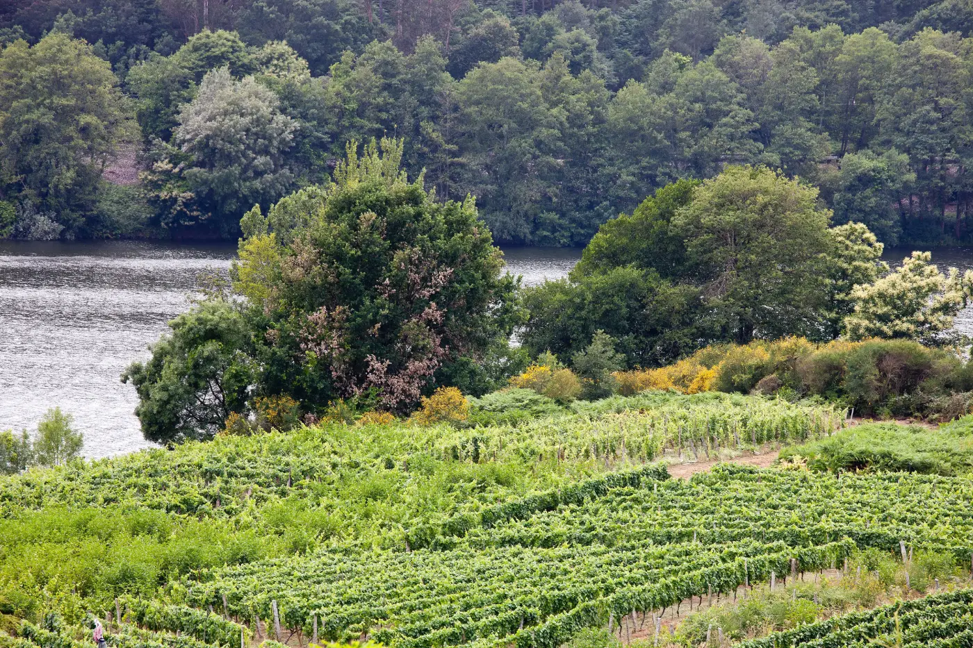 Viñedos de O Ribeiro a la orilla del Miño, en A Arnoia, junto a Castrelo de Miño