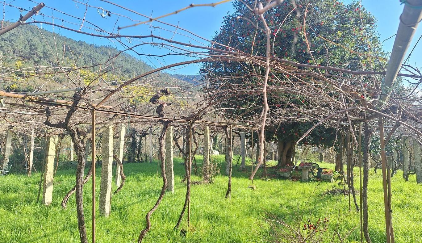 Viñedos de O Ribeiro